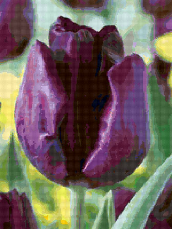 Тюльпан "Purple Lady" - цветы - предпросмотр