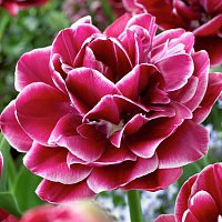 Тюльпан "Dream Touch" - цветы - оригинал