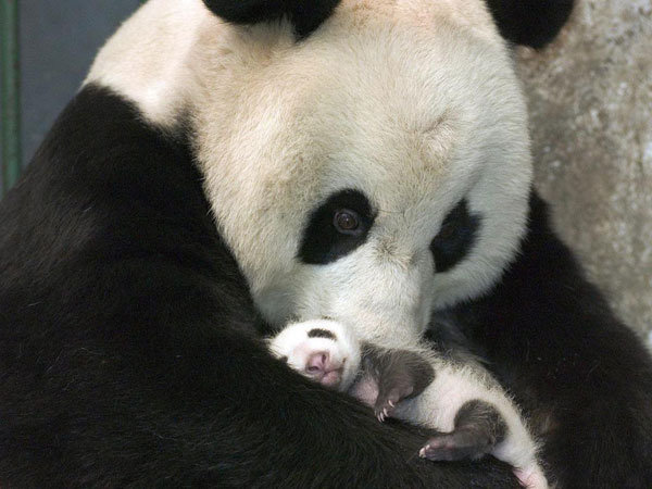 Мама панда - панда, животные, дети - оригинал