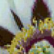Предпросмотр схемы вышивки «Пион» (№165566)
