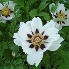 Схема вышивки «Пион»