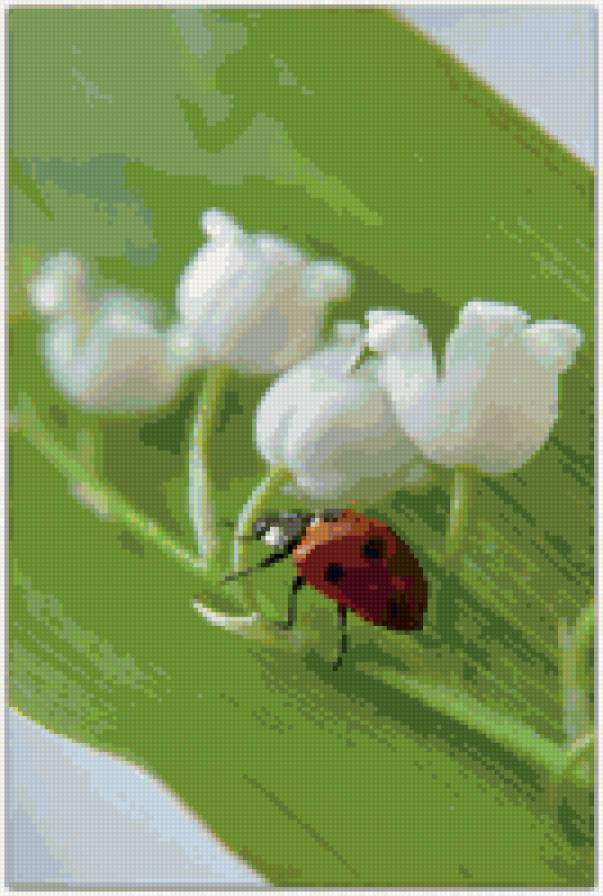 цветы - цветы - предпросмотр