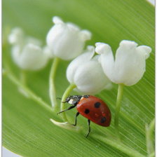 Оригинал схемы вышивки «цветы» (№165726)