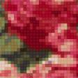 Предпросмотр схемы вышивки «розы» (№165952)