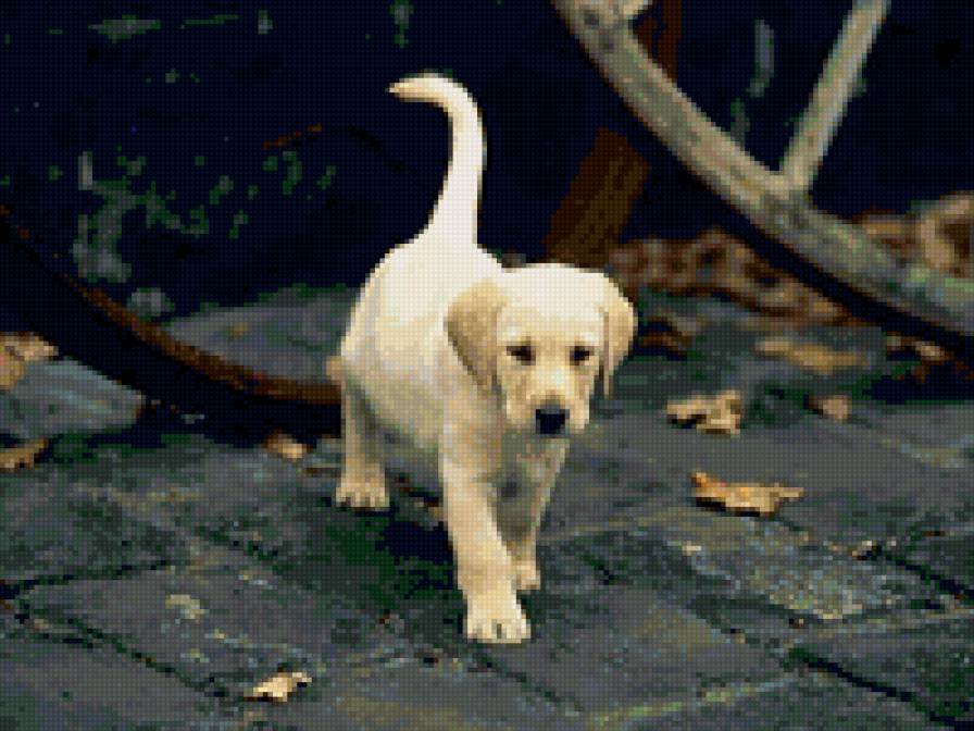 щенок - собаки, мило, животное, щенок - предпросмотр