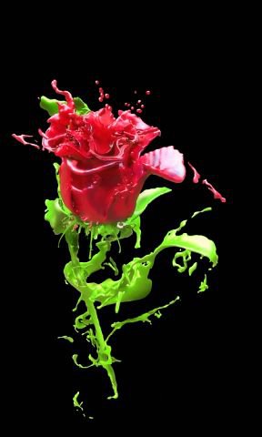 жидкая роза - вода, цветы, роза, красный, черный - оригинал