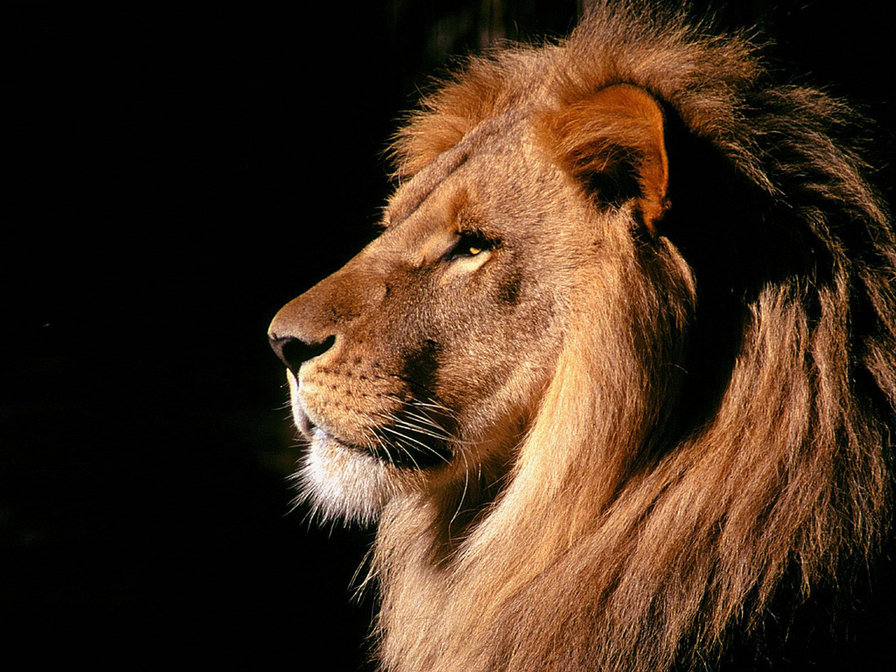 лев - царь, животное, лев - оригинал