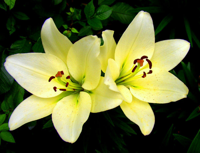 Лилии - букет, цветы, лилии - оригинал