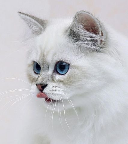 Котик - оригинал