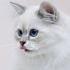 Схема вышивки «Котик»