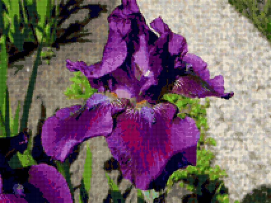 Ирис - цветок - предпросмотр