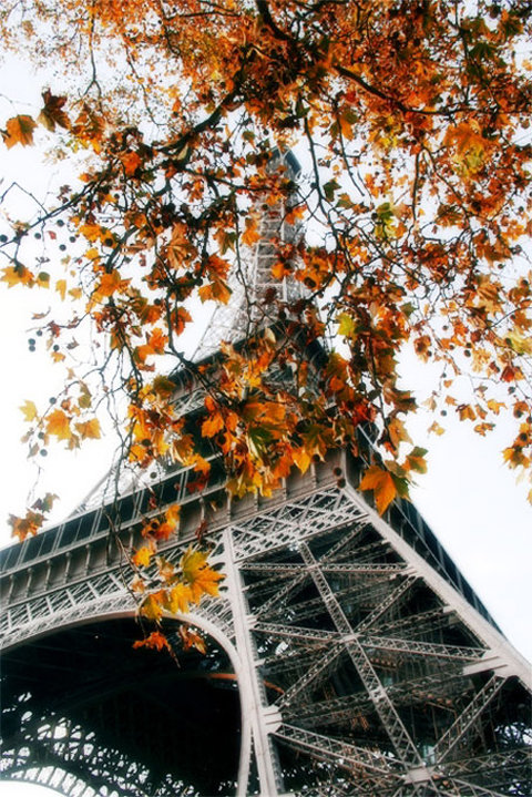 Париж осенью - осенняя веточка, эйфелева башня, франция, париж - оригинал