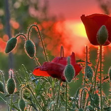 Схема вышивки «№166325»