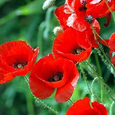 Схема вышивки «№166335»