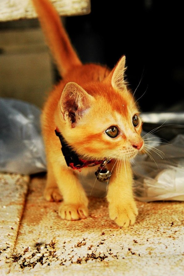 Котенок - кошки, животные - оригинал