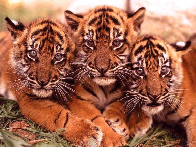 Тигрёнки - тигрята, животные, тигры - оригинал