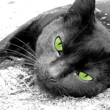 Схема вышивки «Черный кот»