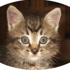 Схема вышивки «Мой котенок»