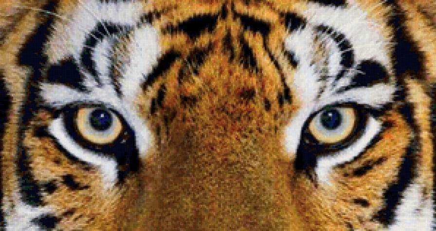 взгяд - тигр, взгляд, глаза - предпросмотр