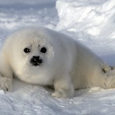 северный тюлень