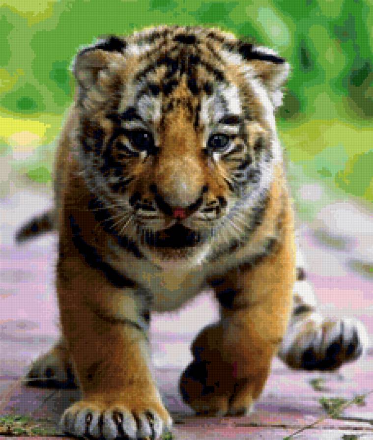 тигренок - тигр, малыш, тигренок - предпросмотр