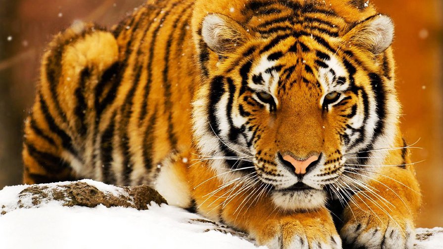 №166719 - тигр - оригинал