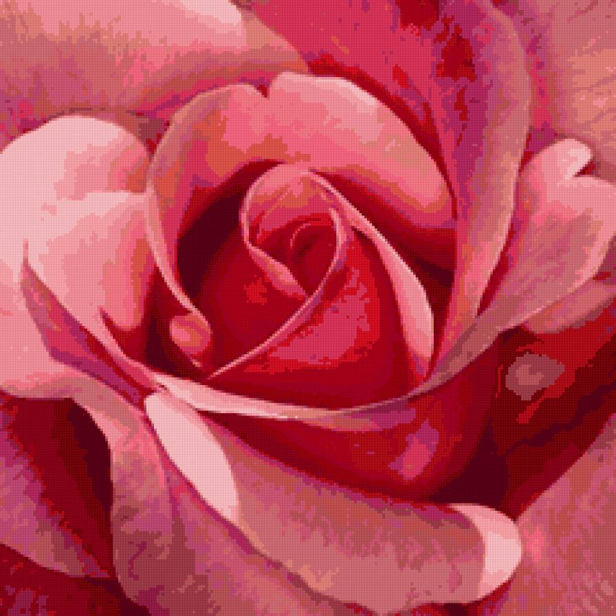 Розовый бутон - флора.подушка, природа, цветы, лепестки - предпросмотр