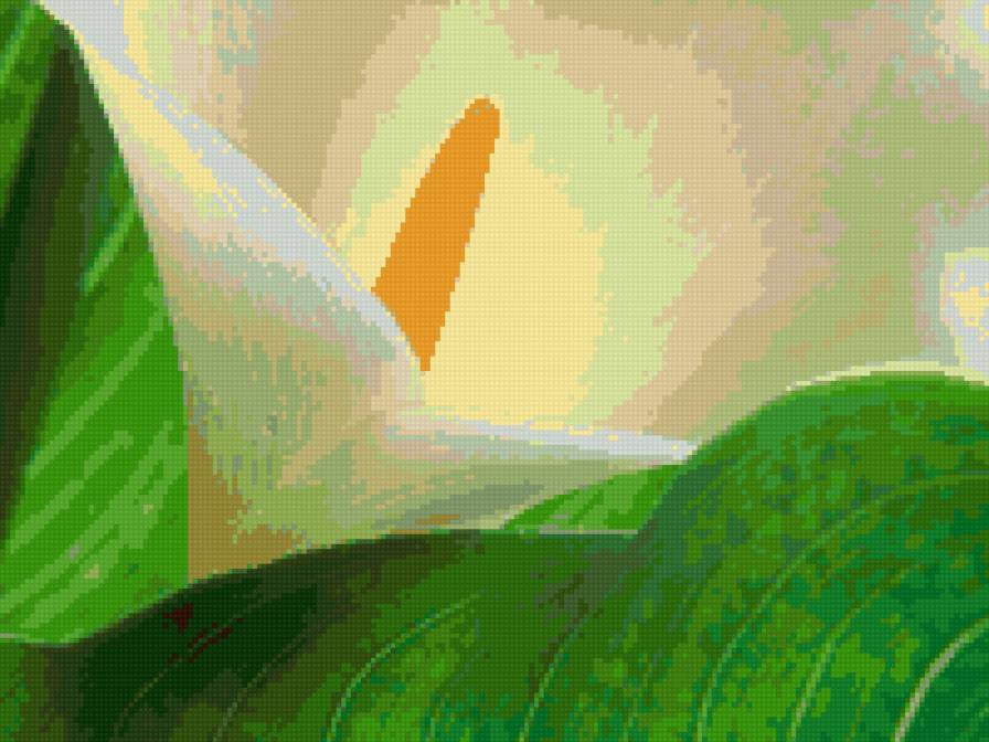 Калла - природа, лепестки, цветы, флора.каллы - предпросмотр