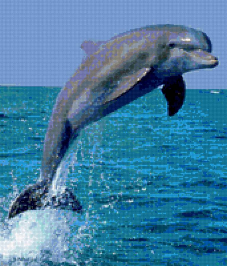 Дельфин - предпросмотр