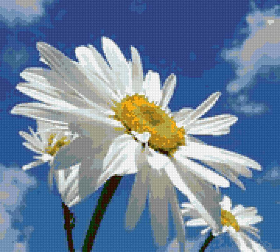 Ромашки на голубом - флора.ромашки, лепестки, природа, цветы - предпросмотр