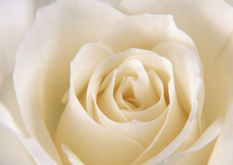 Белая роза - лепестки, цветы, флора.розы, природа - оригинал