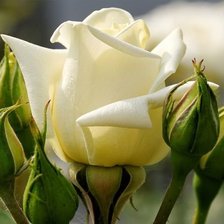 Розовый бутон