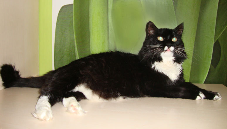 масюха - оригинал