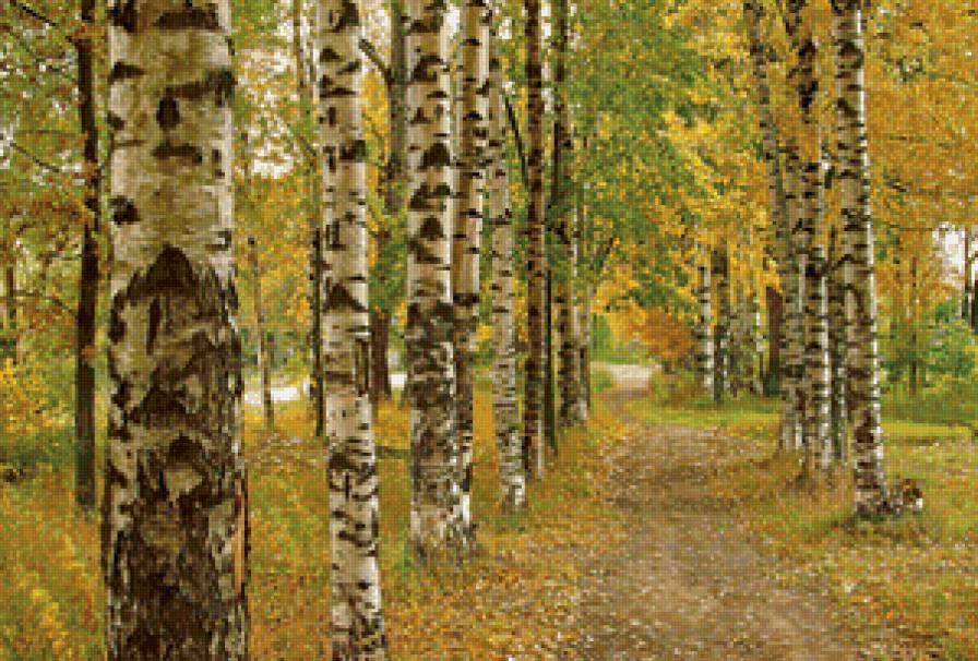 Осень - осень, лес, березы - предпросмотр