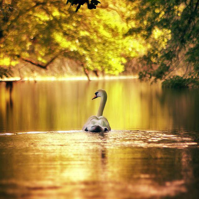 а белый лебедь на пруду... - оригинал