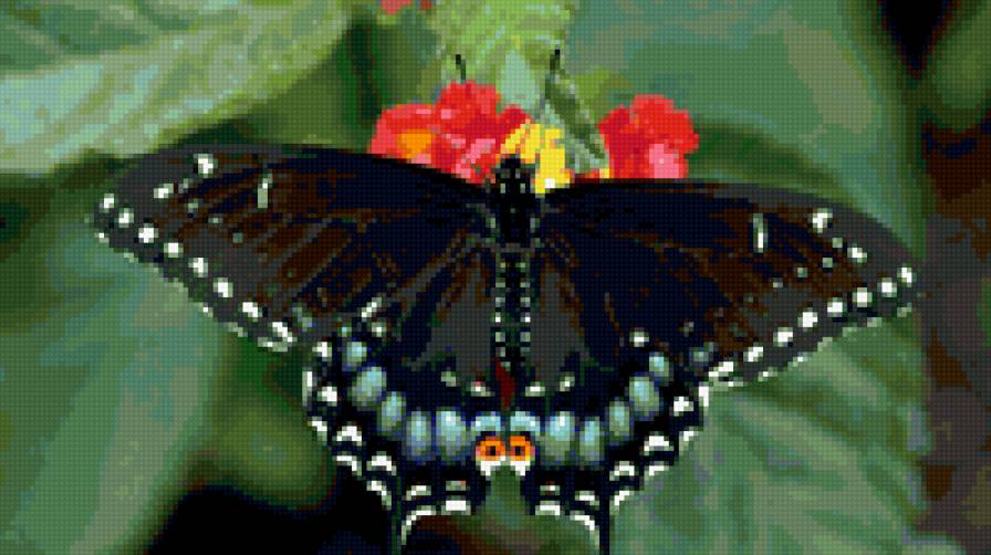 Бабочка - насекомые, природа - предпросмотр