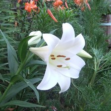 Схема вышивки «Лилия»