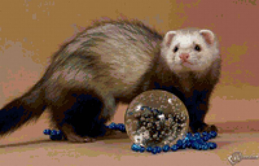 Хорек - хорек, щенки - предпросмотр