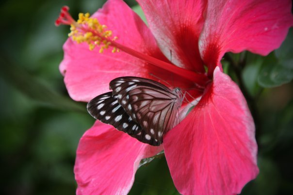 Гибискус - бабочки, цветы, гибискус - оригинал
