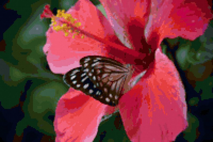 Гибискус - цветы, бабочки, гибискус - предпросмотр
