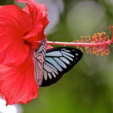 Схема вышивки «Гибискус, бабочка»