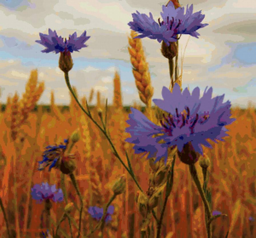 васильки - поле, рожь, васильки - предпросмотр