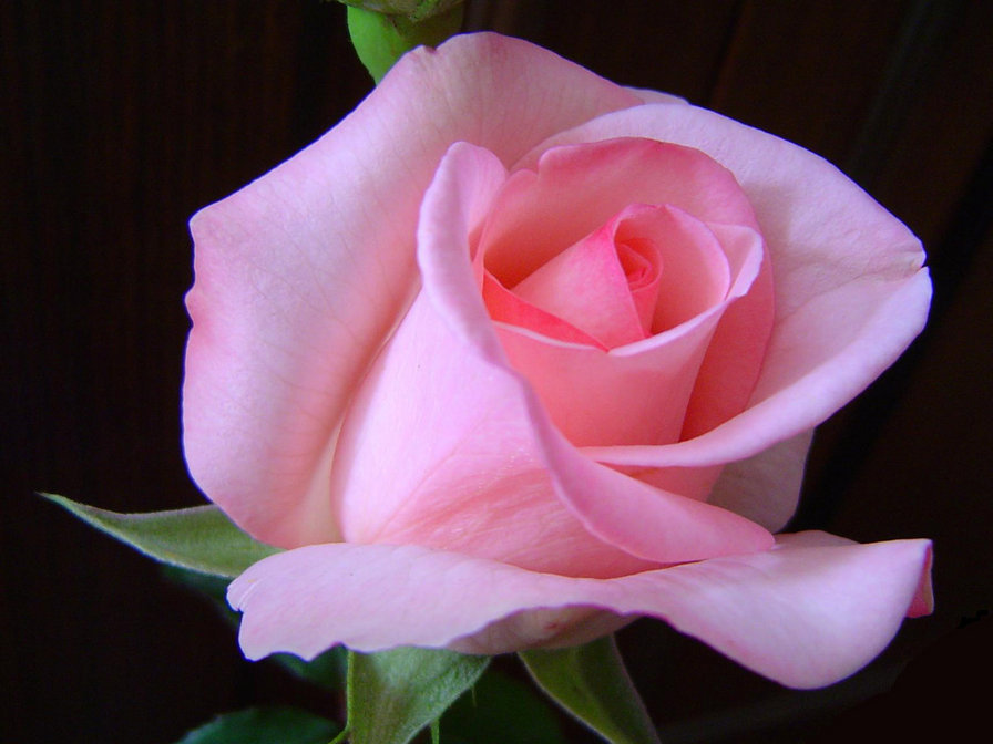 Серия "Цветы" Розовая роза - роза, цветы, цветок - оригинал