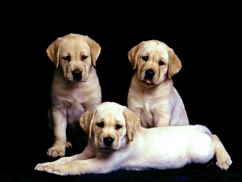 собачки - собаки, щенки, животные - оригинал