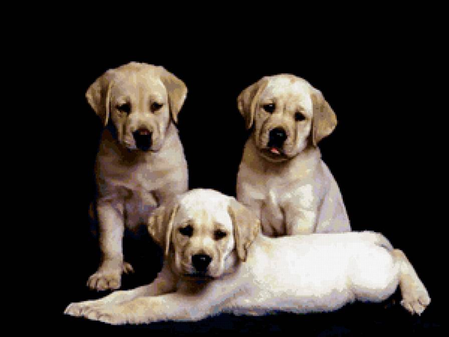 собачки - щенки, собаки, животные - предпросмотр