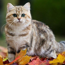 Схема вышивки «№167827»