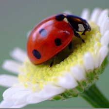 Схема вышивки «Божья коровка»
