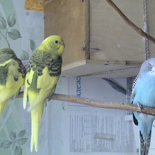 Схема вышивки «Попугай-Степа»