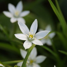Схема вышивки «Цветы»