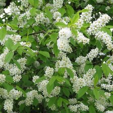 Схема вышивки «цветет черемуха»